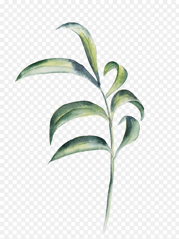 ˮīˮ����ɫ��֦-������