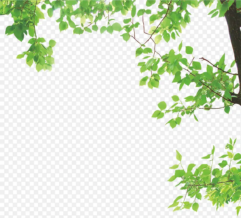 ��ɫ��֦-������