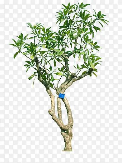 ��֦-������