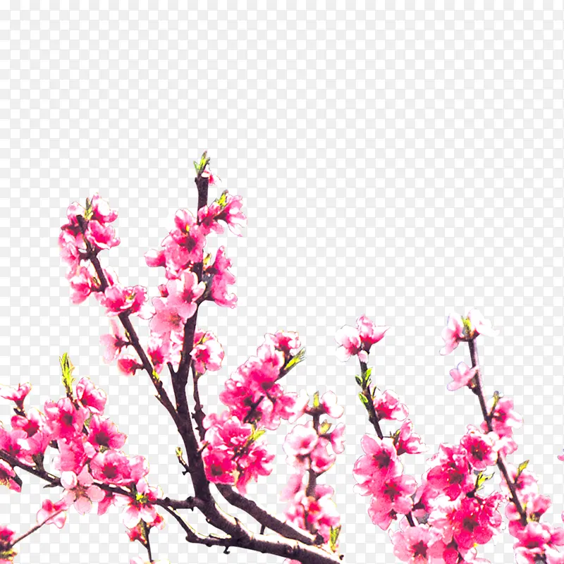 �һ�֦-������