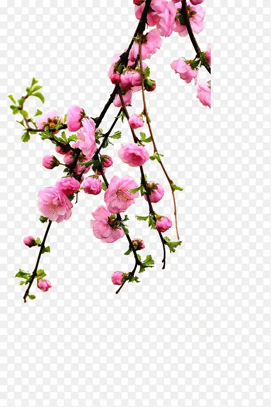 �һ���֦-������