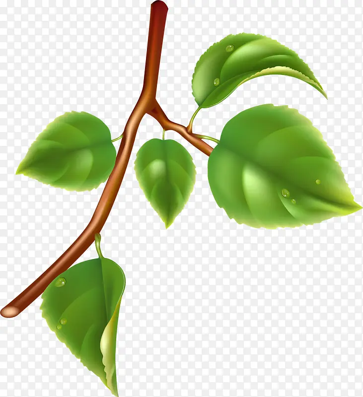 ��ɫ��ͨ��֦-������