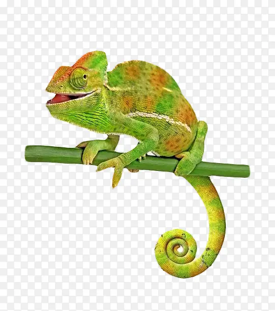 ��ɫ��֦����-������