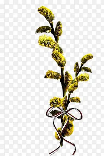 ��֦-������