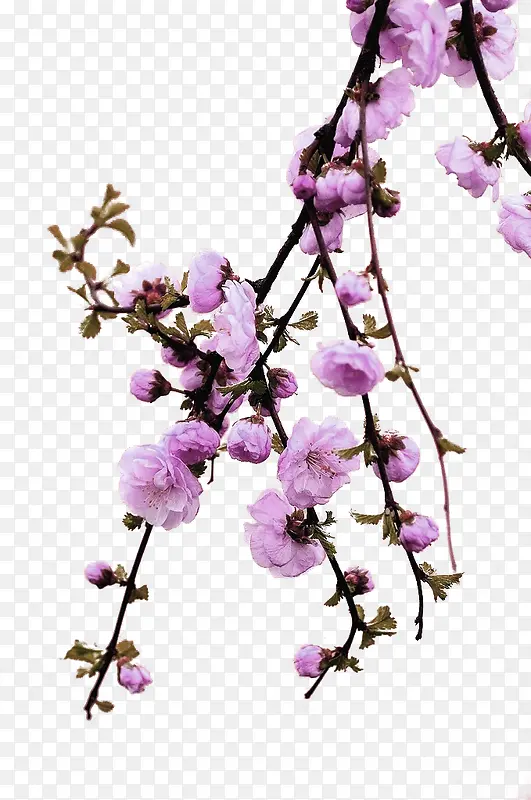 ��ɫ�һ���֦װ��ͼ��-������