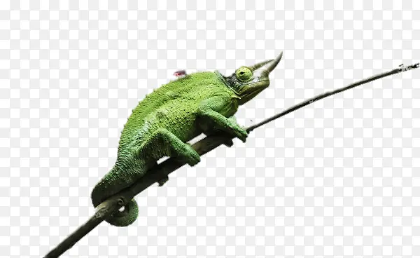 ����ſ����֦�ϵ�����-������