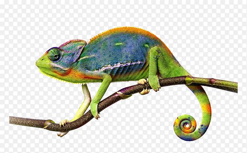 ��֦�ϵ�����-������