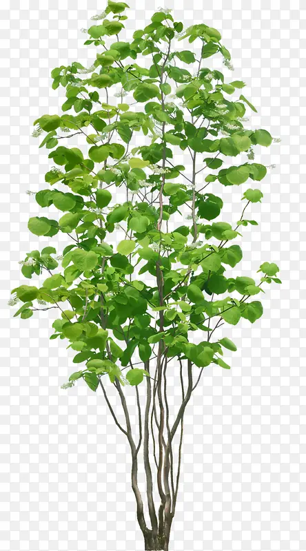 ��ɫֲ����֦����Ҷ��-������