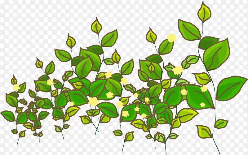 ��ͨ��Ҷ-������