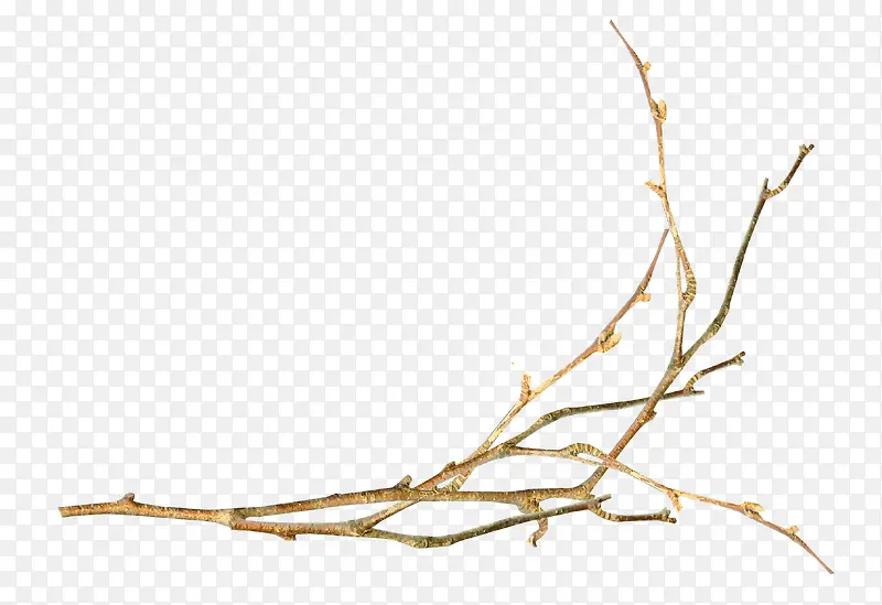 ��֦-������