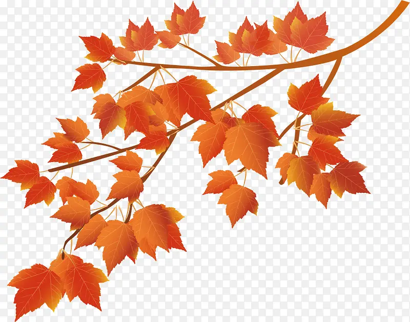 ��ͨ��Ҷʸ��-������