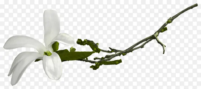 ��֦-������