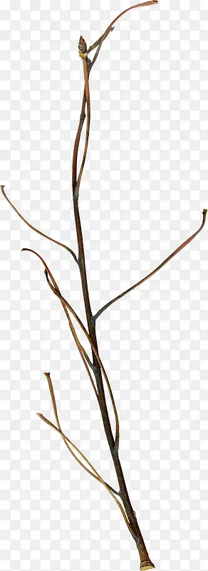 ��֦-������