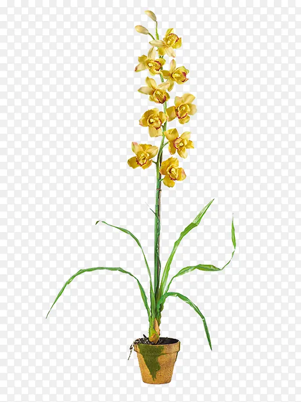 ��֦-������