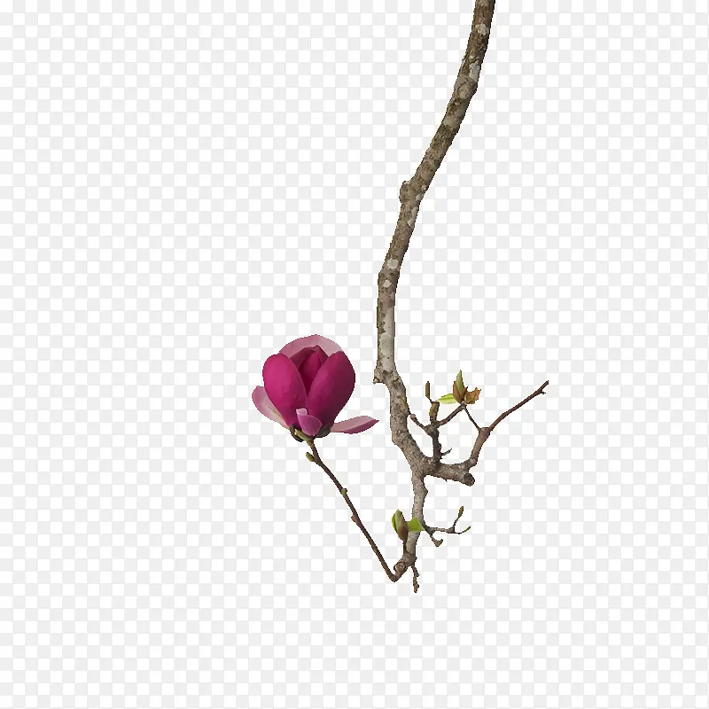 ��֦-������