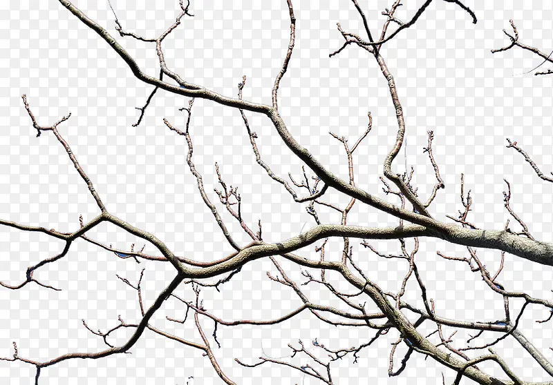 ��֦-������