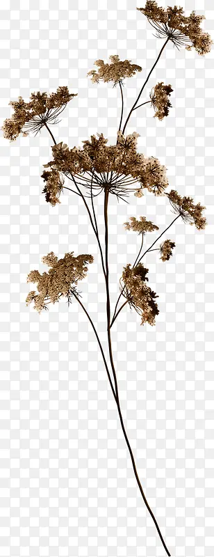 ��֦-������