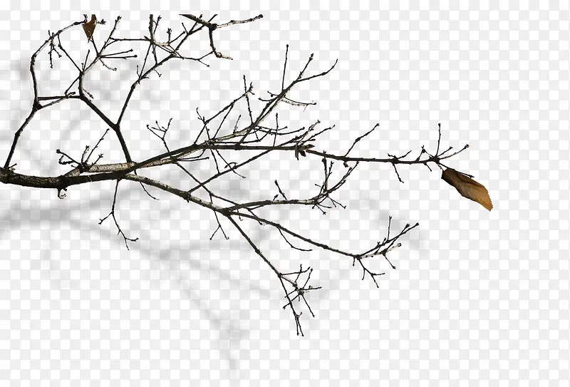 ��֦-������