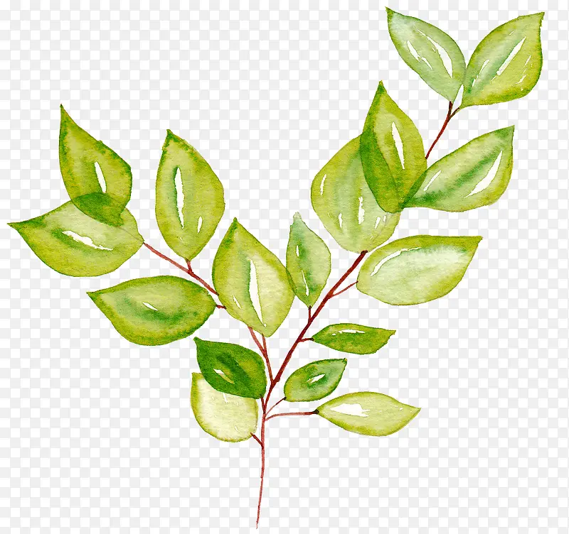 ��ͨ��֦-������