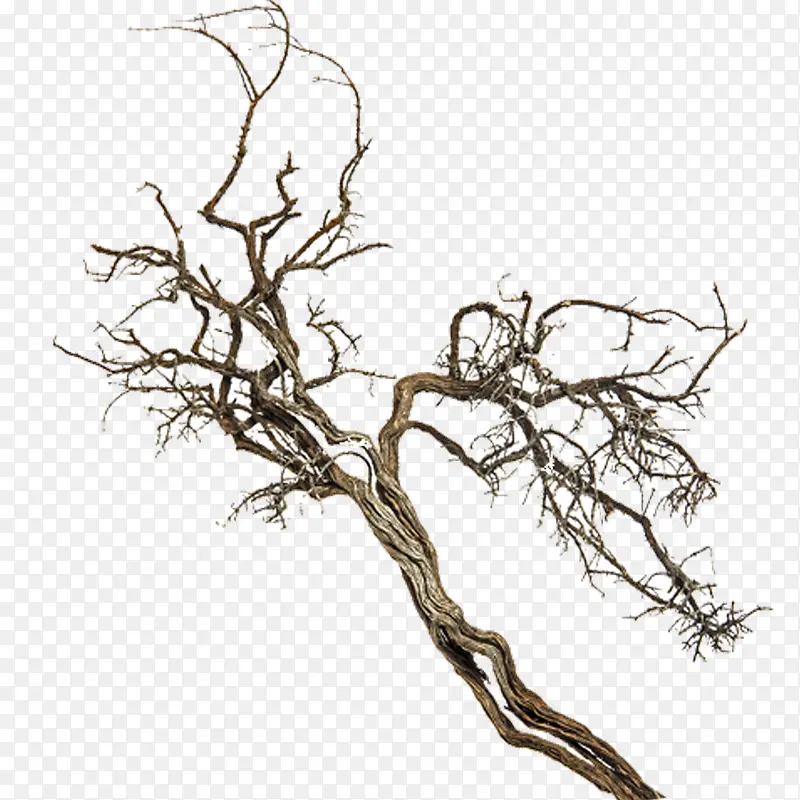 ��֦-������