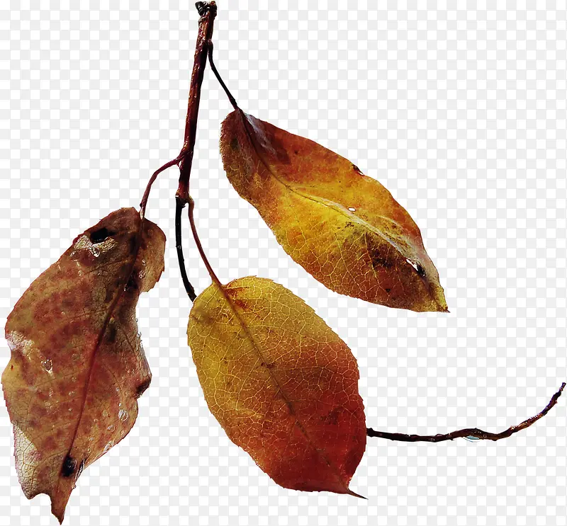 Ư����֦-������