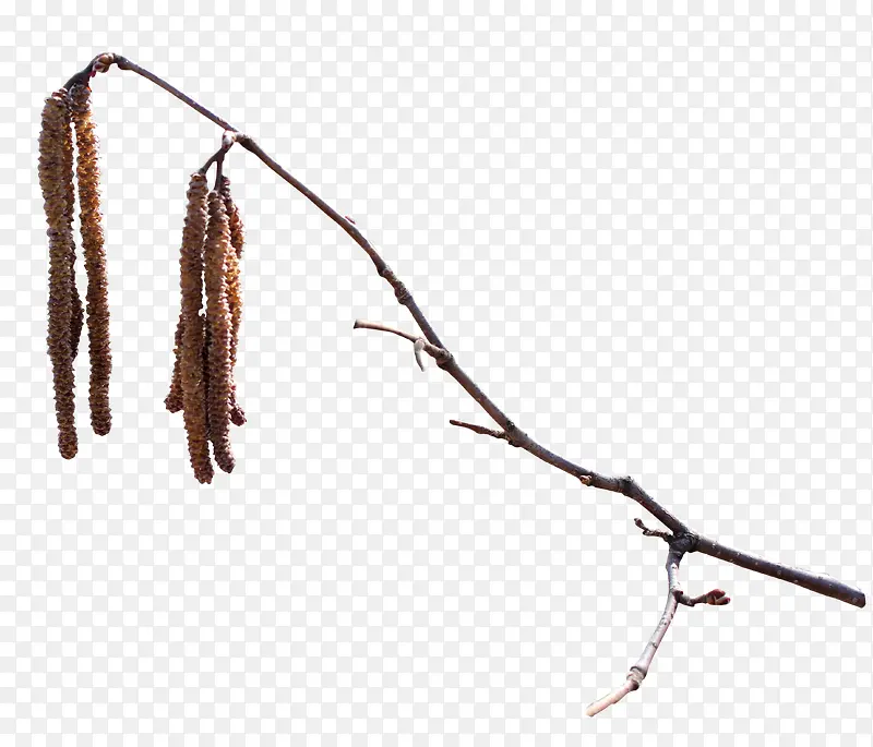 Ư����֦-������