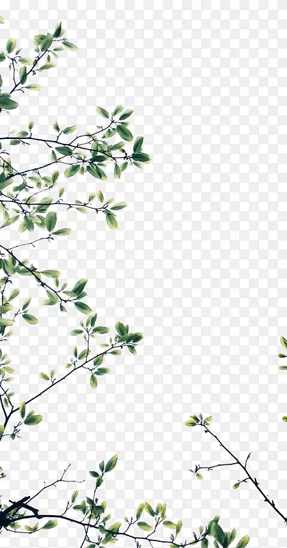 ��ɫ��֦-������