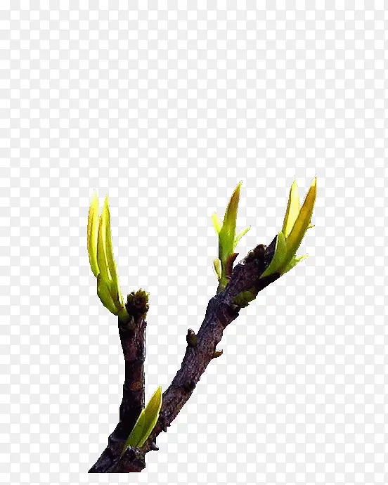 ��Ѿ-������