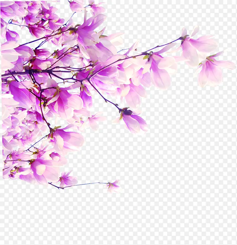 ֲ�￨ͨ��֦����õ��ɫ-������