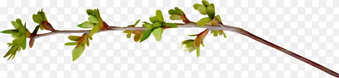 ��֦-������