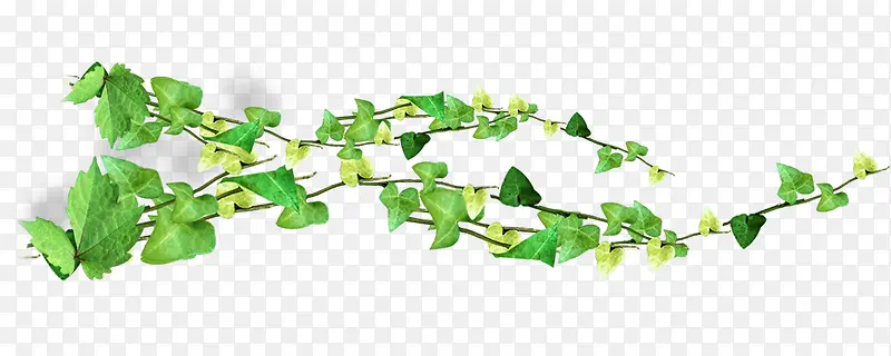 ��ɫ��֦�����ز�-������