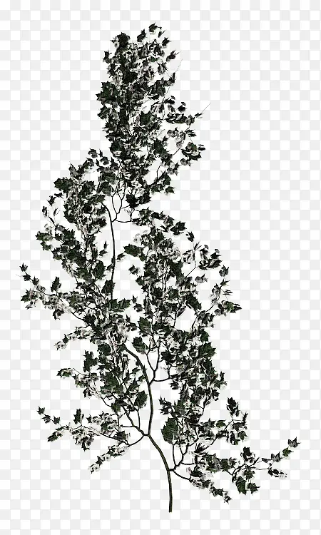 �ֻ���֦-������