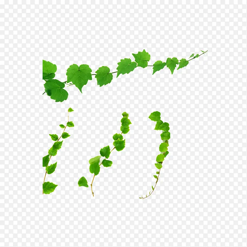 ��ɫ��Ҷ��֦-������