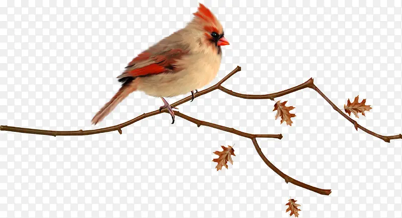 ��ͨС��-������