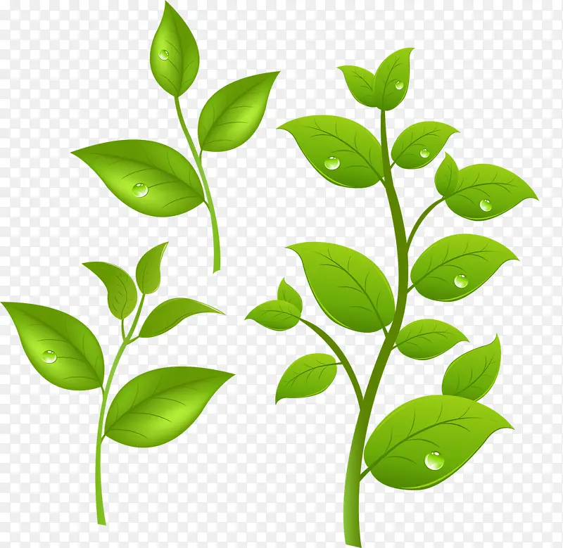 ��ɫ��Ҷ-������