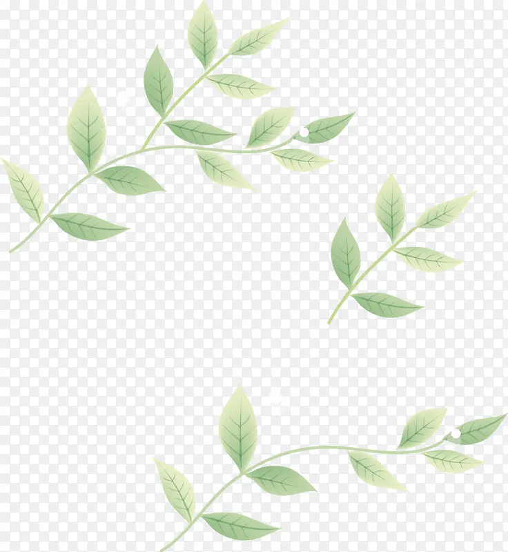 ��ͨ��Ҷ��֦-������