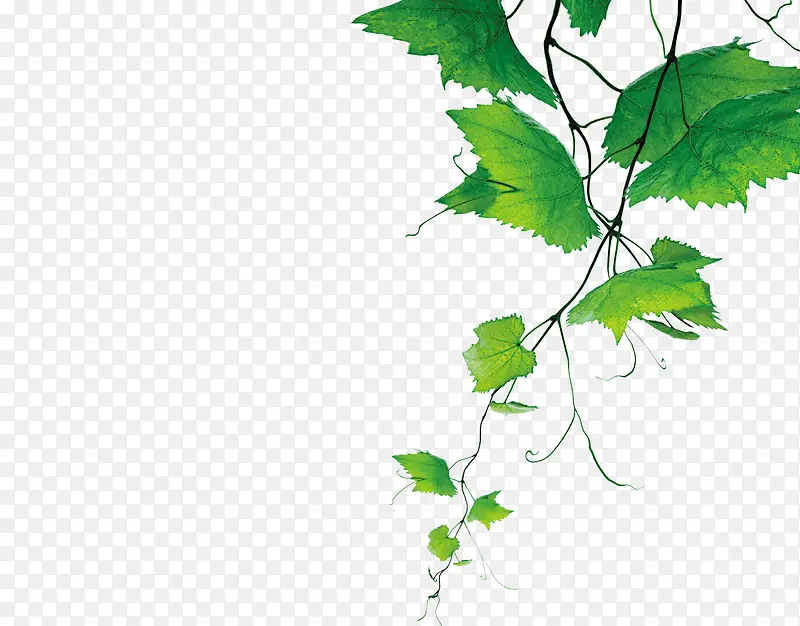 ��Ҷ��֦�߿�װ��-������