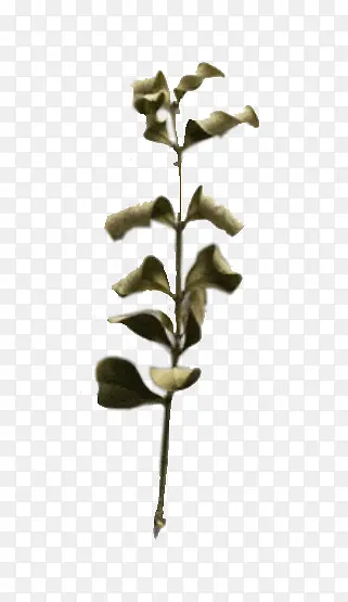 �ɿ���֦-������