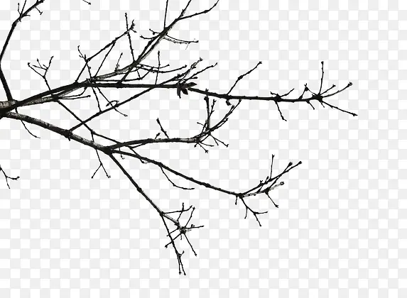 ��֦-������