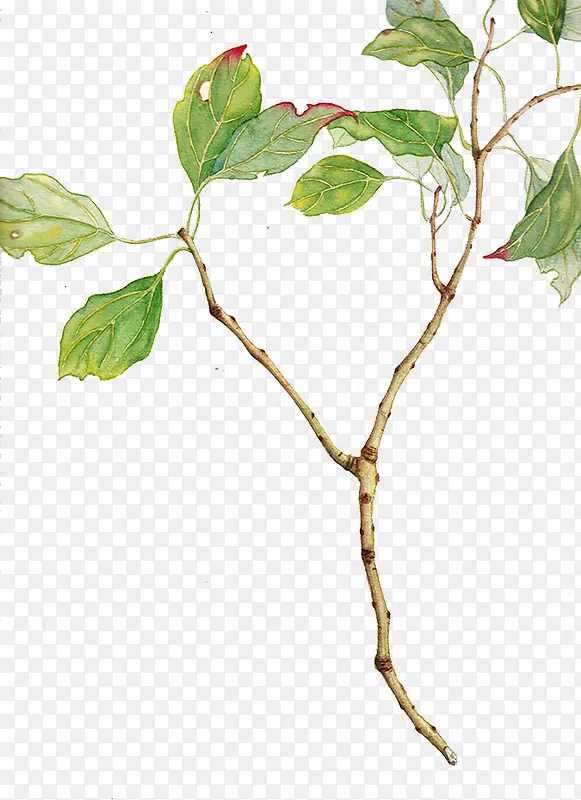 �ֻ���֦�ز�-������