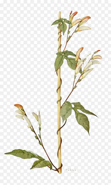 �ֻ���֦�ز�-������