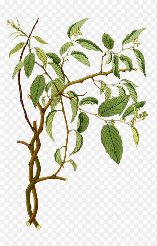 ��ͨС��-������