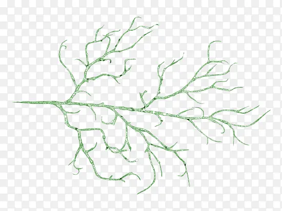 ֲ��֦��-������