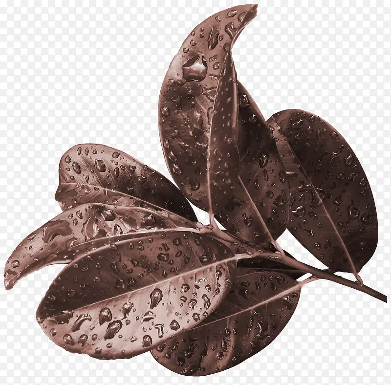 ��֦��Ҷˮ��-������