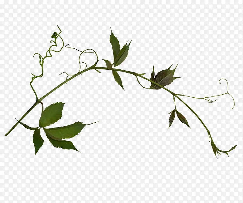 ��֦-������