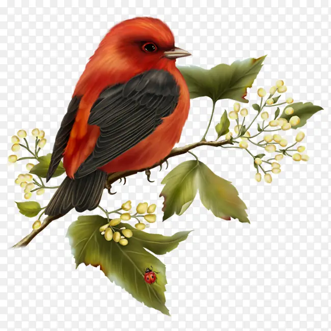 ������֦С��-������