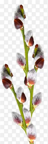 ��֦-������