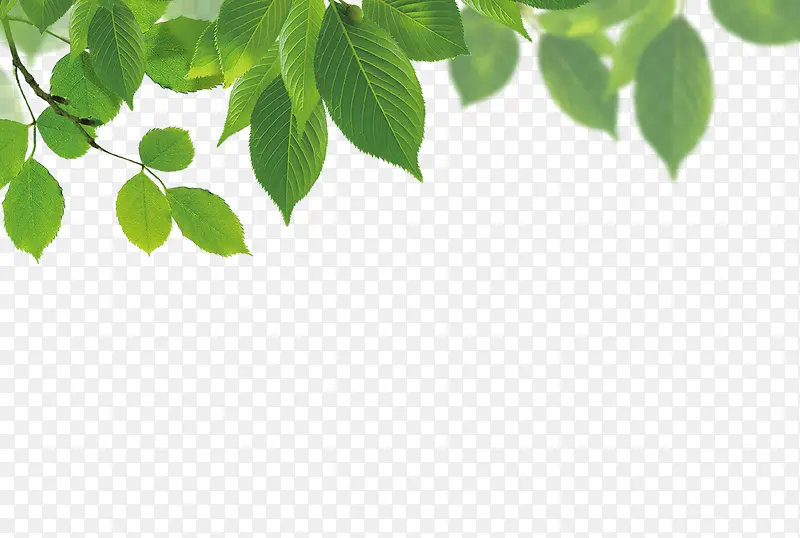 ��ɫҶ�ӵ���-������