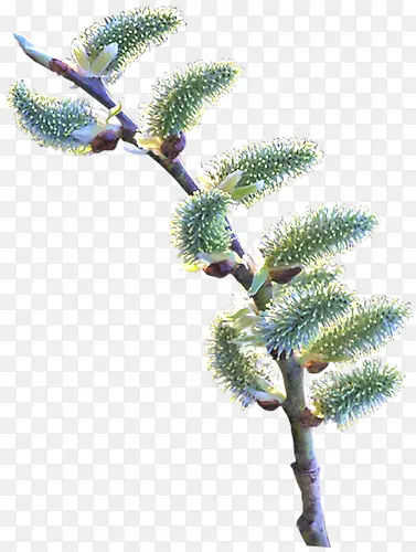 ��֦-������