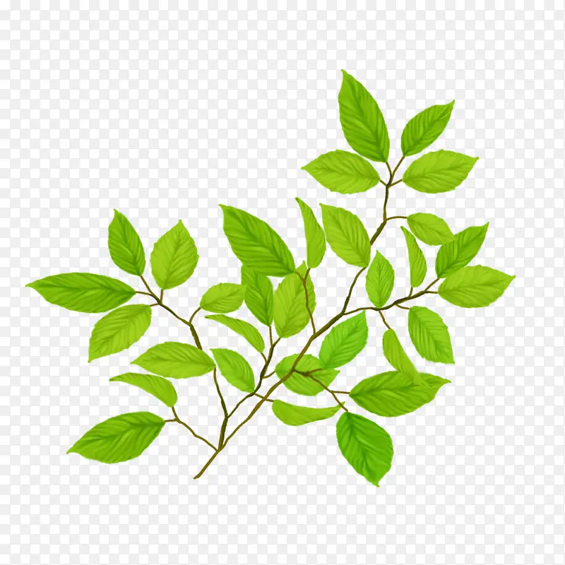 ��ͨ��Ҷ-������